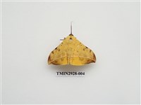 藏品(夜蛾252)的圖片